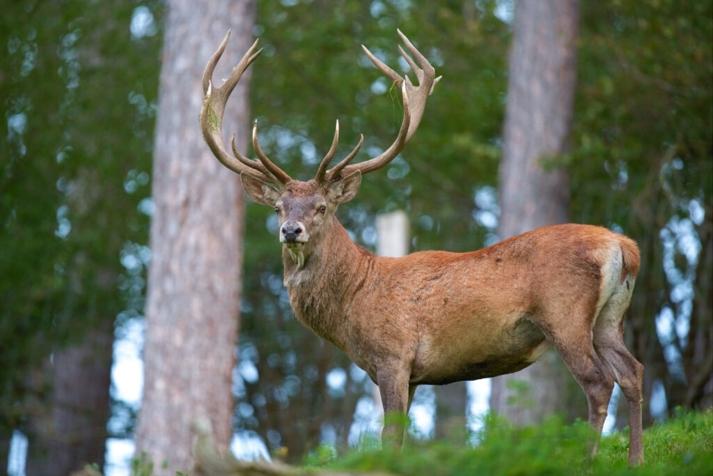 Hirsch